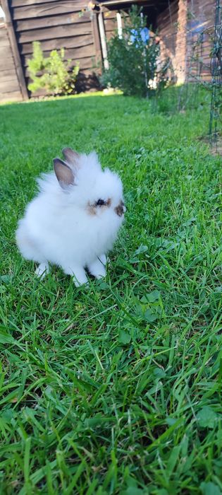 Левоголовий декоративний кролик