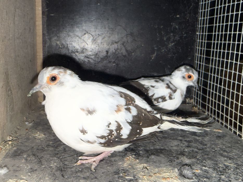 Gołąbki diamentowe szek czarny para