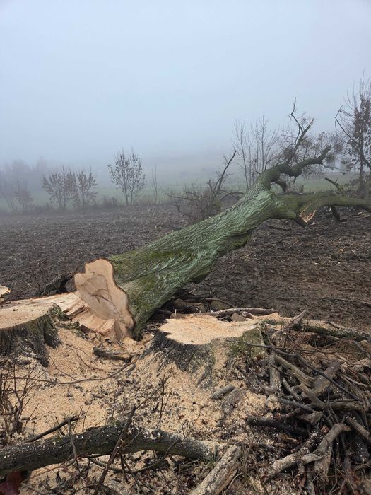 Drewno lipowe - kłody