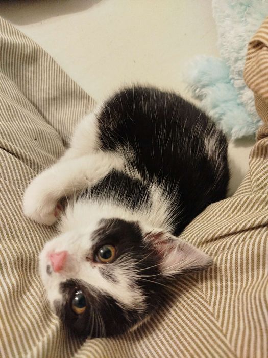 Śliczny kotek szuka domu