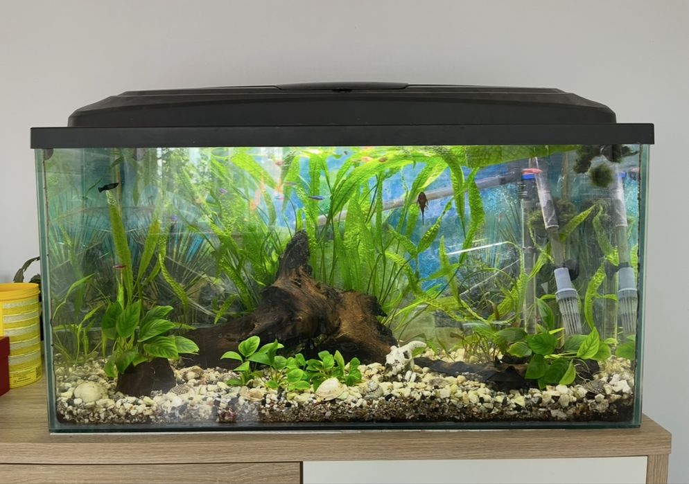 Kryptokoryna karbowana