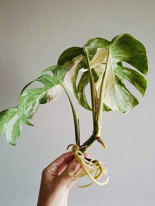 Monstera variegata - sadzonka