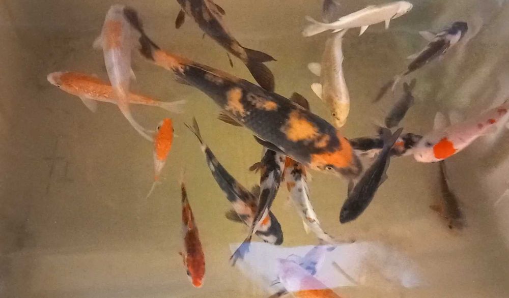 Karp koi oczko wodne staw