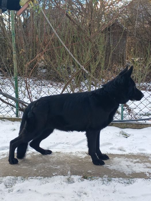 Німецька вівчарка чорного окрасу