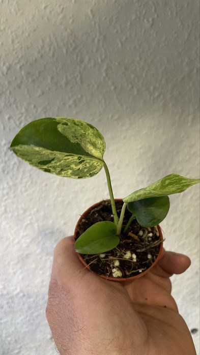 Monstra bulbasuar hit !!!