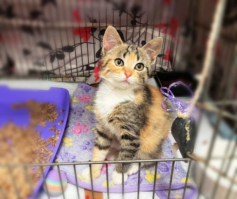 Мультяшна сонячна котодівчинка Моллі (2,5 м) шукає люблячий дім! Кішка