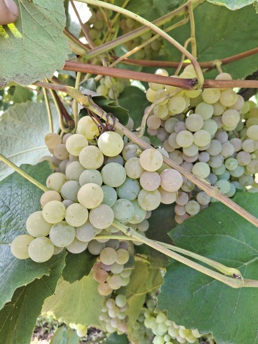 Winogron bez pestek, eco rodzinna plantacja