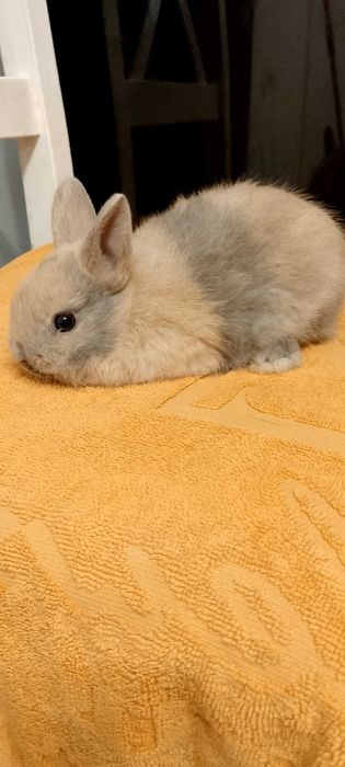 Króliczki miniaturki oswojone