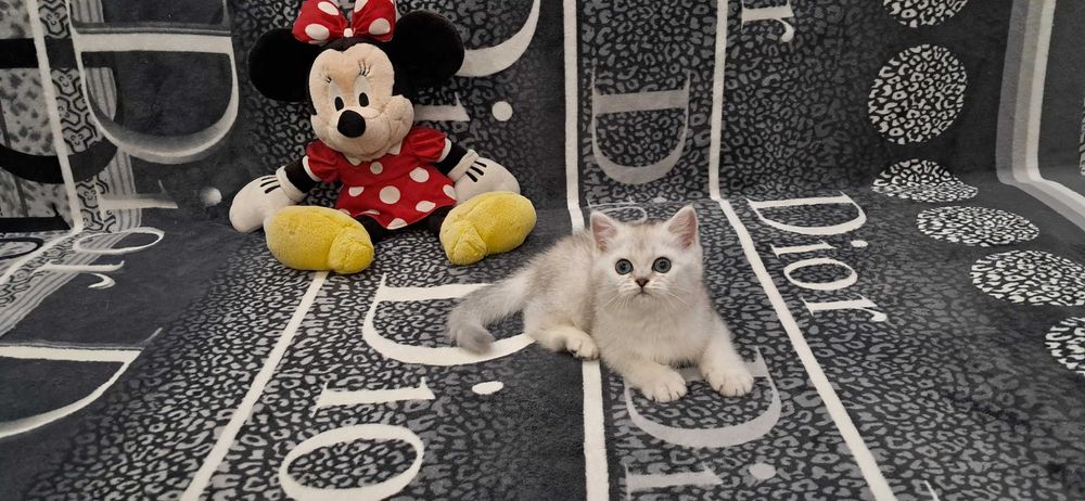 Шотландский котёнок модного окраса серебристая шиншилла.