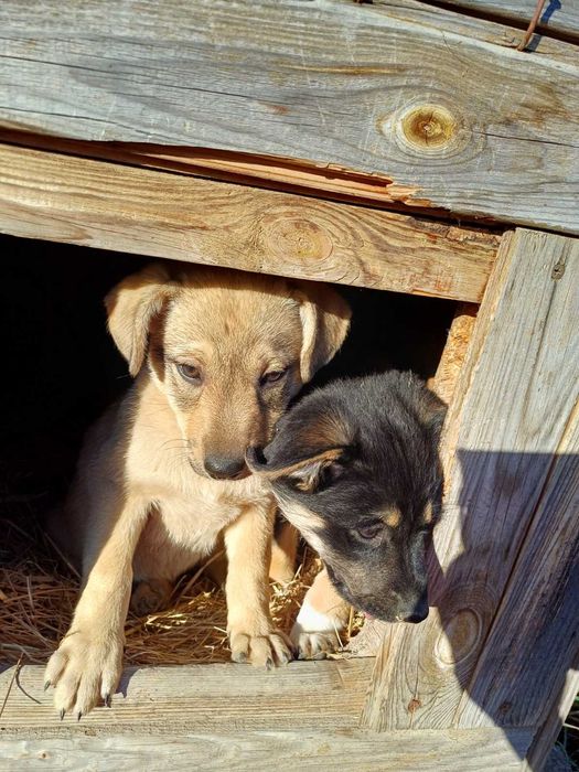 SOS!!! Допоможіть отримати сім'ю, дві дівчинки