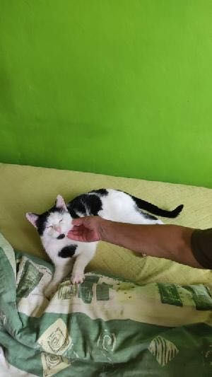 Walduś cudowny kocurek prosi o domek