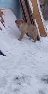 щенки три месяца. привезу