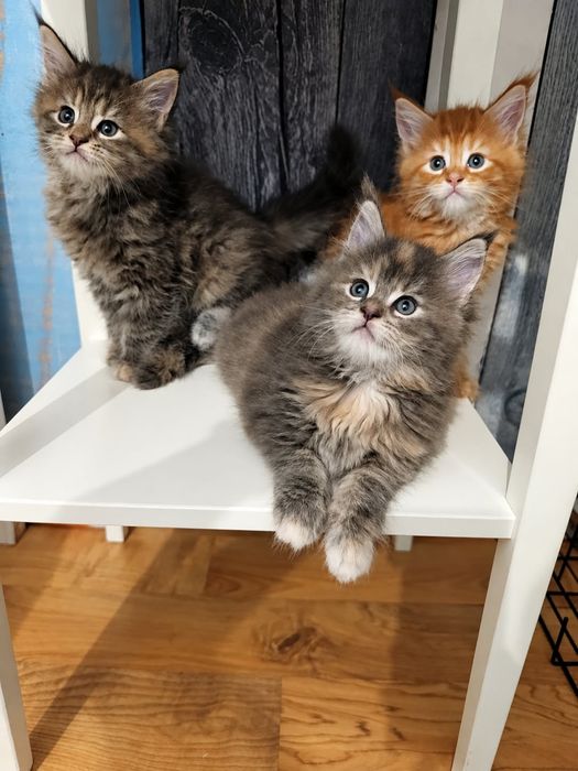 Kotka ruda Maine coon