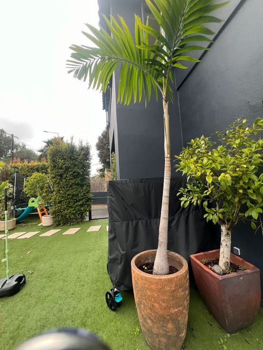 Plantas grandes com vasos