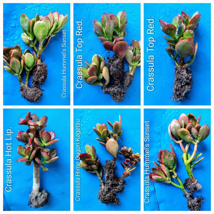 Вариегатные крассулы толстянки грошовi дерева суккуленты.