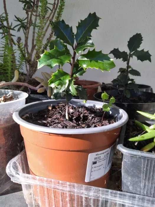 varias plantas novas em vaso