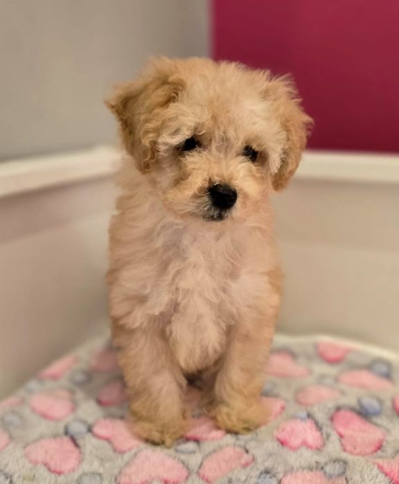 Piesek maltipoo!
