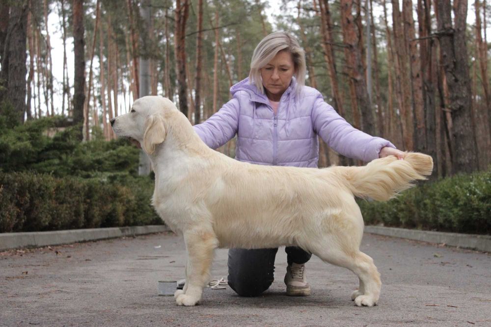 Цуценя Голден Ретривер