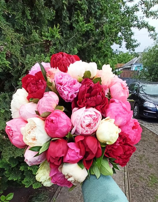 Пионы сортовые на срез. Букеты.