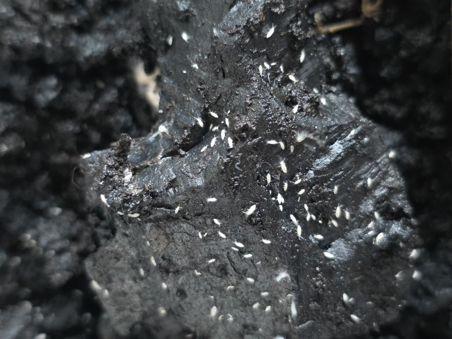 Skoczogonki - ekipa sprzątająca