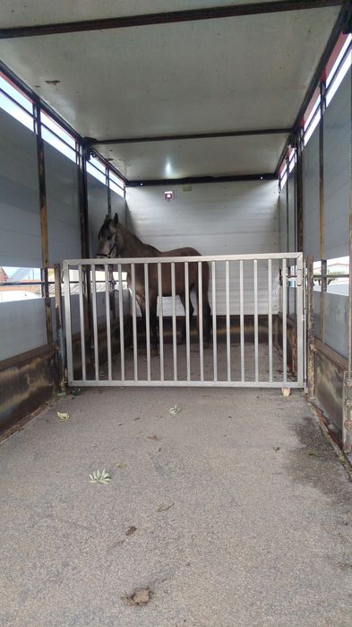 Transporte de animais vivos
