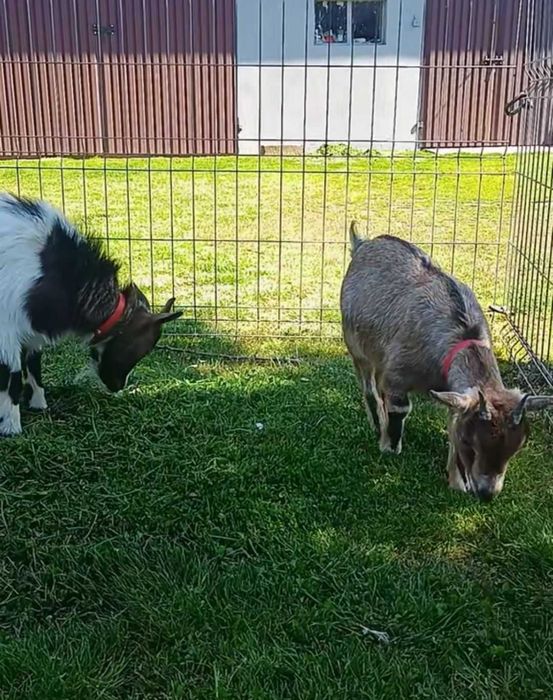 Sprzedam parę kóz miniaturowych