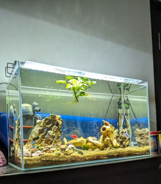 Акваріум Coller aGLASS Classic з надпрозорого скла 66 л з кришкою