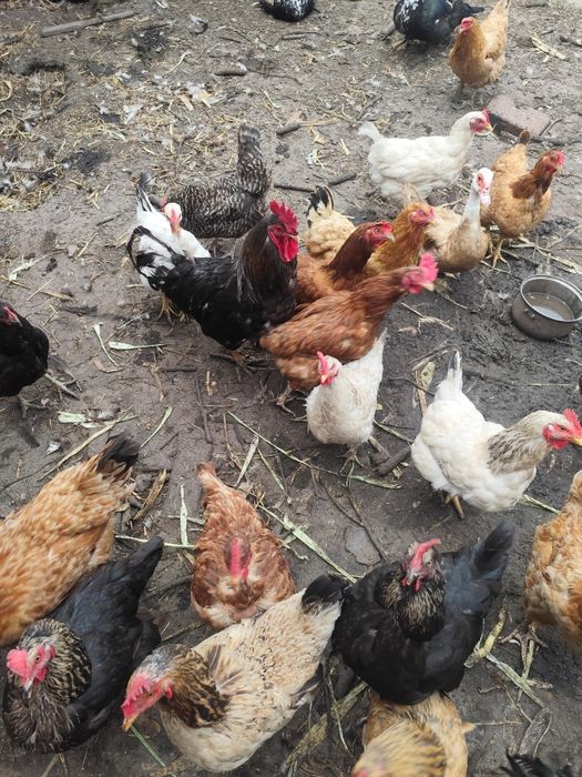 Продам  курей несушок
