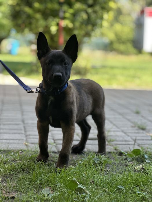 Owczarek belgijski Malinois