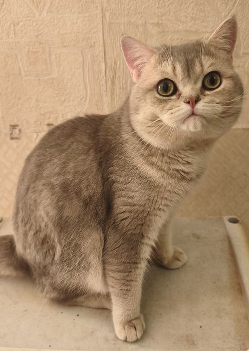 Шотландский котик
