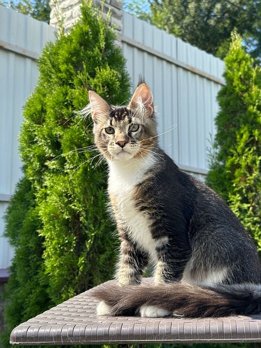 Spartacus-Kocurek Maine Coon