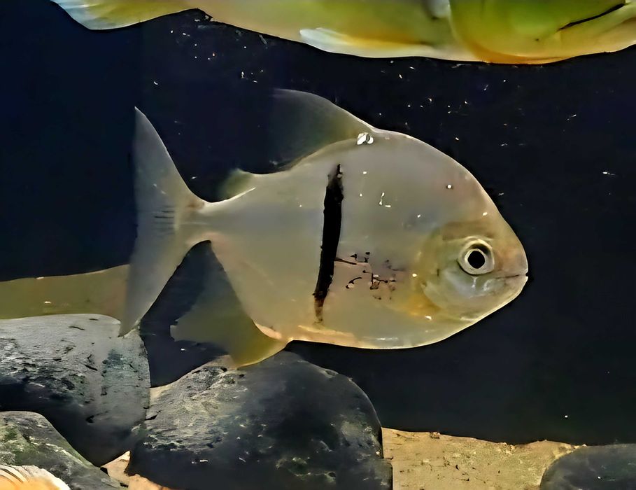 Heterospila e Myleus