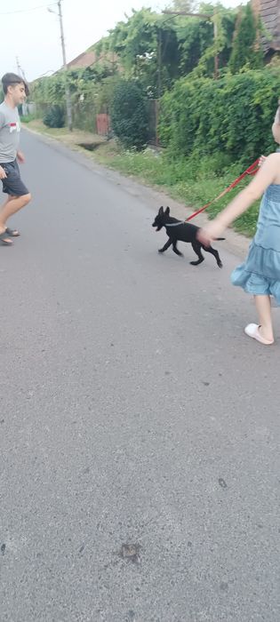 Цуцик німецька вівчарка