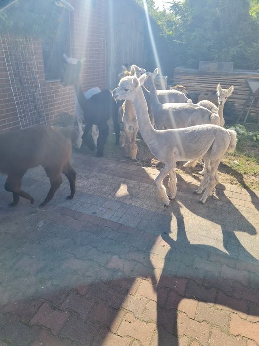 Alpaki samce I samiczki Sprzedam