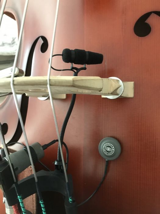 Shertler Dyn B Capatador para contrabaixo