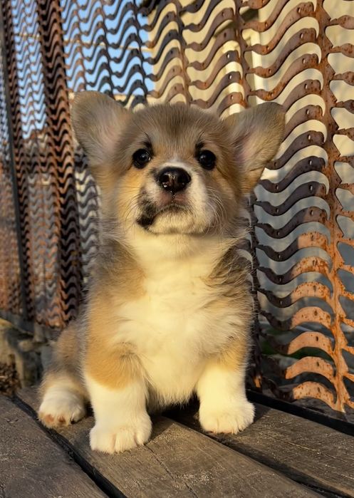 Чарівна дівчинка Уна