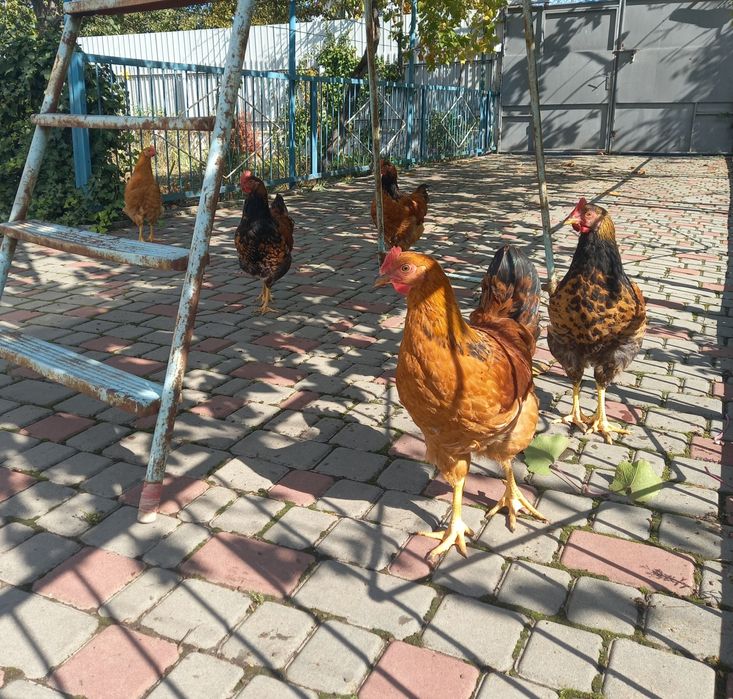 Өз еркімен емес көптеген мүшелермен секс порно