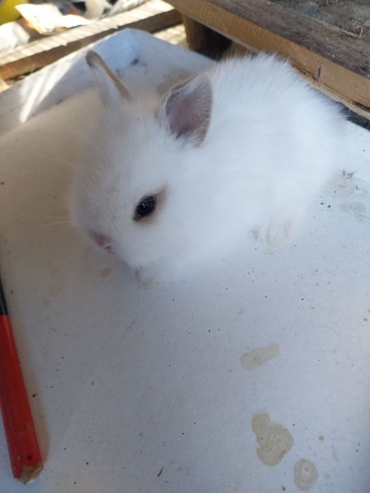 Coelhos anões cabeca de leão  /minilop/nederland dwarf