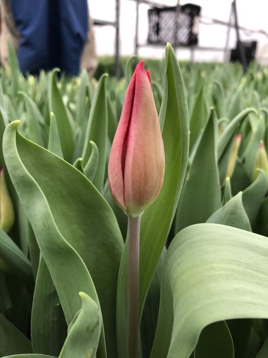 Tulipan cięty Polska produkcja