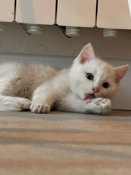 Котик ДАРУЮ !!! (мені 4 місяці хлопчик)
