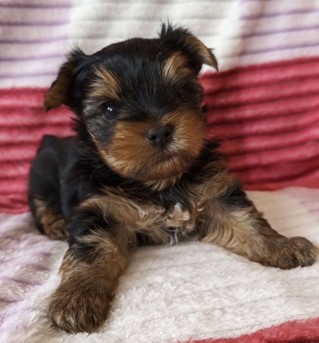 Маленький йорчик-любимчик