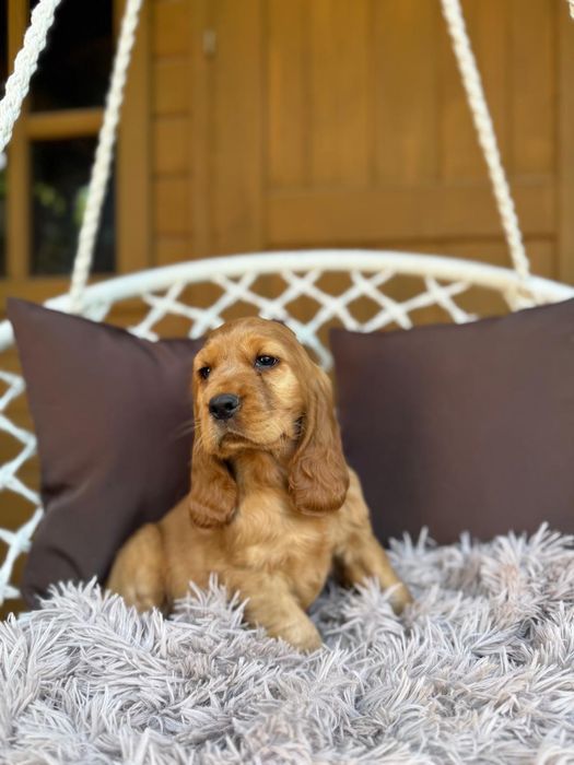 Cocker spaniel angielski Piesek