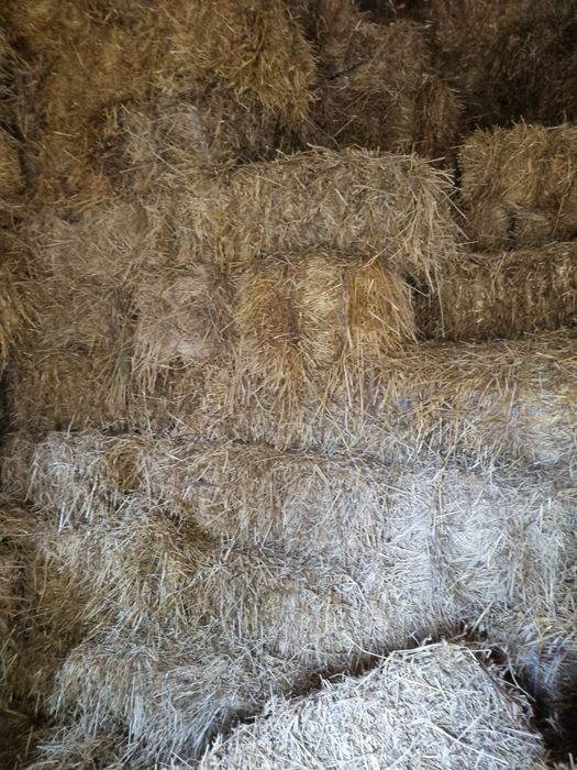 Fardos feno nascidiço 2025