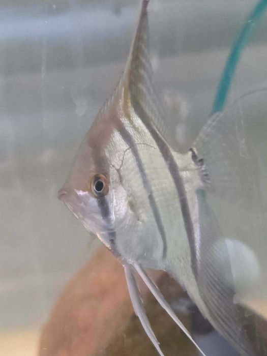 Pterophyllum scalare "Rio Amapa" Red Back Najmniejszy skalar, RARYTAS!