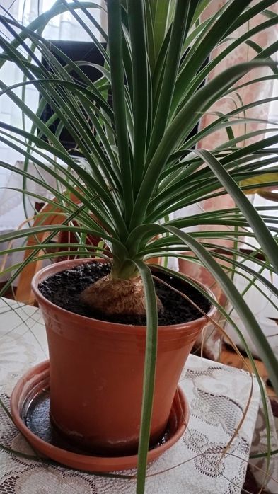 Nolina noga słonia piękna duża