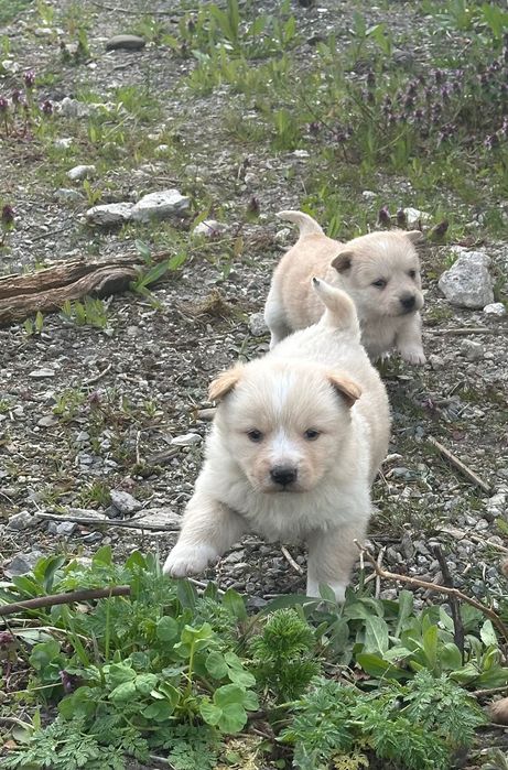 Цуцики у найкращі руки! Доставлю!