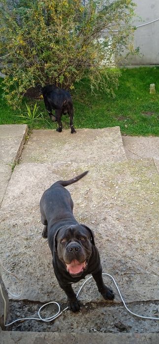 В'язка Кане Корсо кобель сірого забарвлення