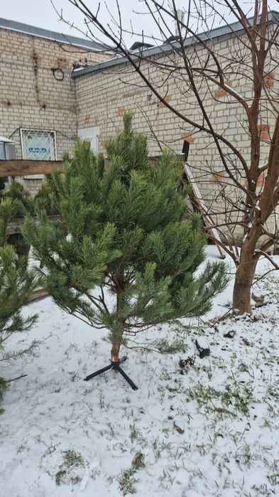 Елки стриженная сосна опт розница
