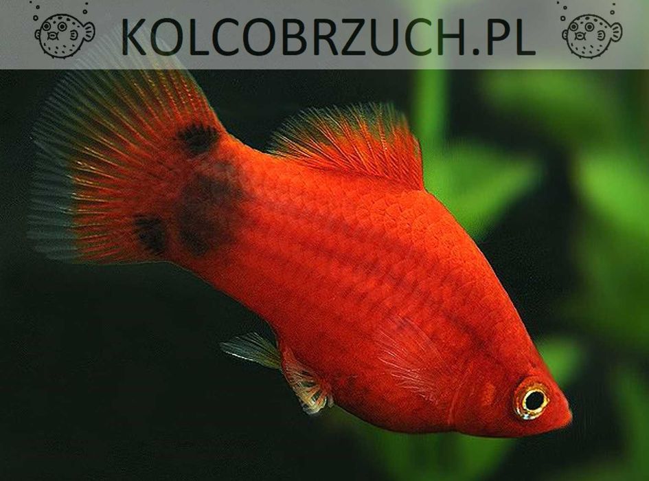 Zmienniak plamisty - Platka - Platynka - ODMIANA RED MICKEY - dowóz