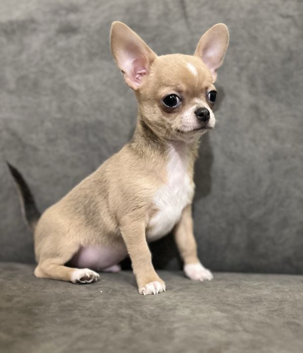 Маленький мальчик